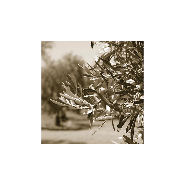 Cilio Toscana Dyb Ske 2 Cilio Toscana Dyb Ske - Billede 2